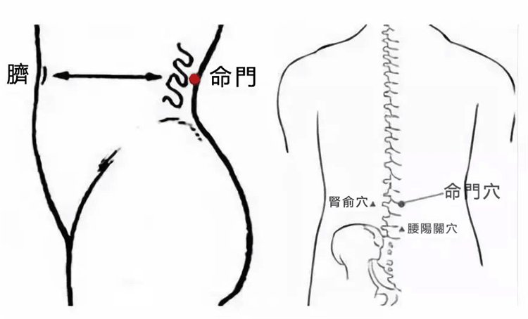鹿鞭大根片 增大增粗 補腎良品！03.jpg