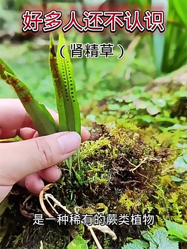 腎精茶草嗷嗷叫化石草02.jpg